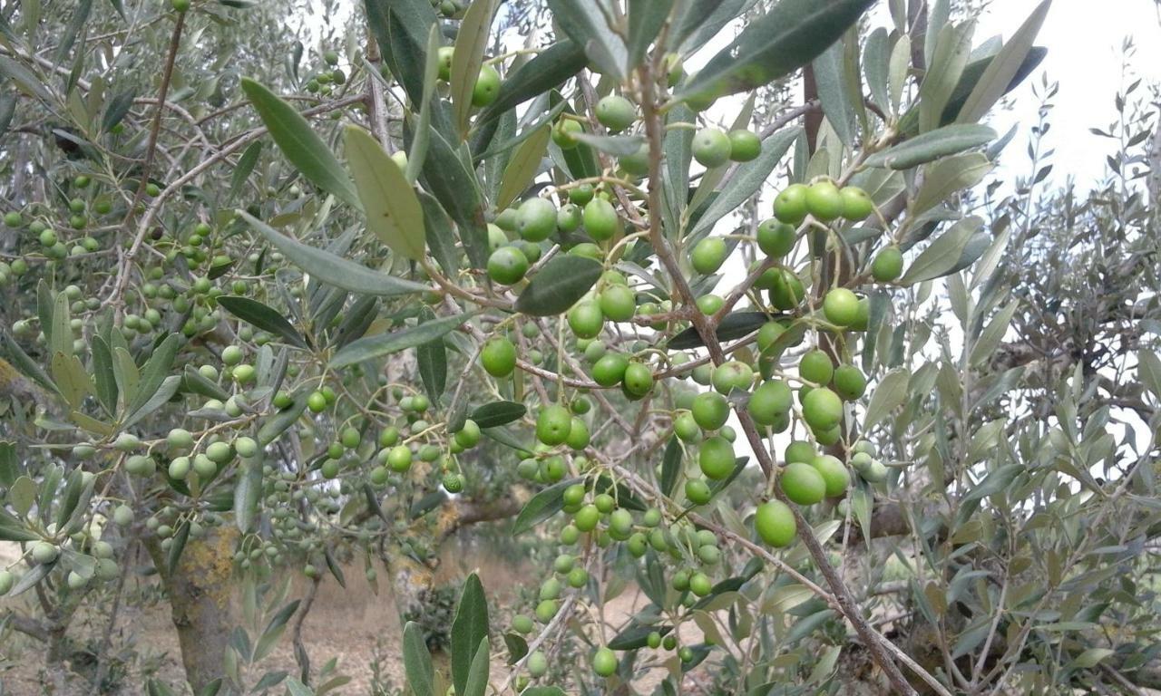 Poderi Di Tragliatella Eksteriør bilde